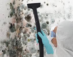 Best Asbestos and Lead Testing During Mold Inspection  in Portage, PA